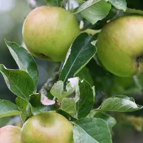 Ribston Pippin Apple (Malus domestica 'Ribston Pippin') 2